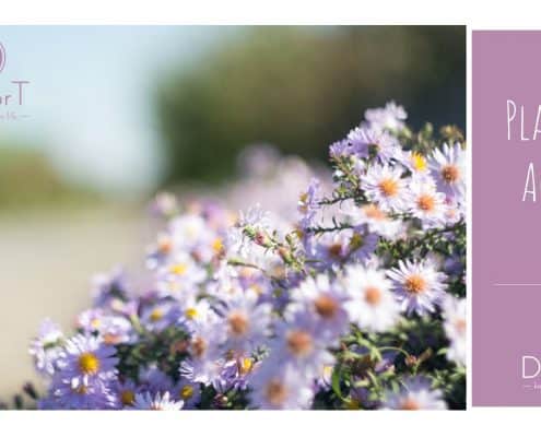 Doctor T visual identity logo colors fonts homeocosmetics 12